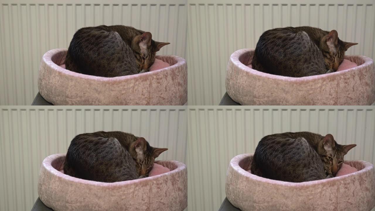 延时条纹东方猫睡在白色散热器附近的粉红色猫床上，然后变暖。寒冷的冬天和猫的概念喜欢温暖。高质量4k镜