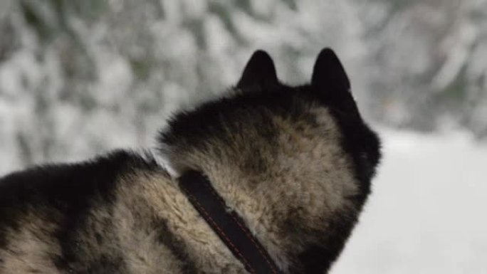 一只狗的脸特写 -- 一只蓝眼睛直视镜头的西伯利亚哈士奇。嚎叫唱一首歌