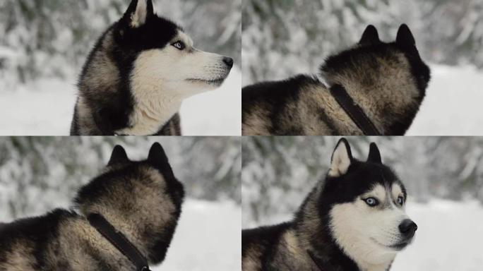 一只狗的脸特写 -- 一只蓝眼睛直视镜头的西伯利亚哈士奇。嚎叫唱一首歌