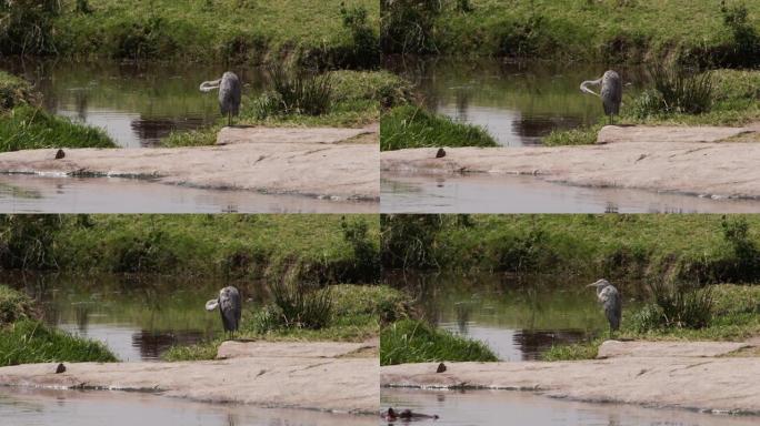 灰鹭鸟站在水边，在肯尼亚的岸上刷羽毛。