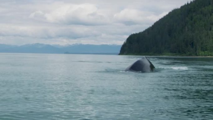 鲸鱼在海里自由游动，呼吸时放出水蒸气。