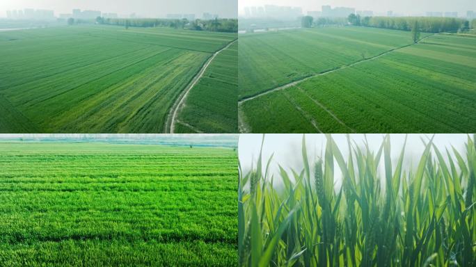 5K万亩小麦种植基地航拍