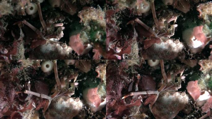 巴伦支海底的螃蟹。
