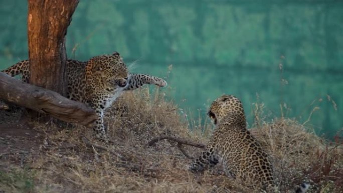 豹子在慢动作中互相搏斗