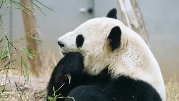 大熊猫吃竹叶，中国