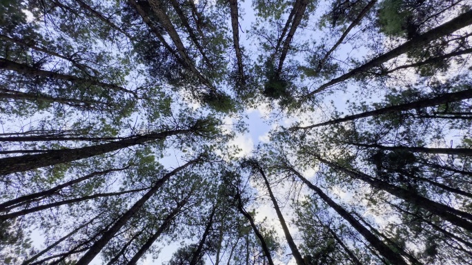 仰拍森林 树木 蓝天白云 片头空镜头