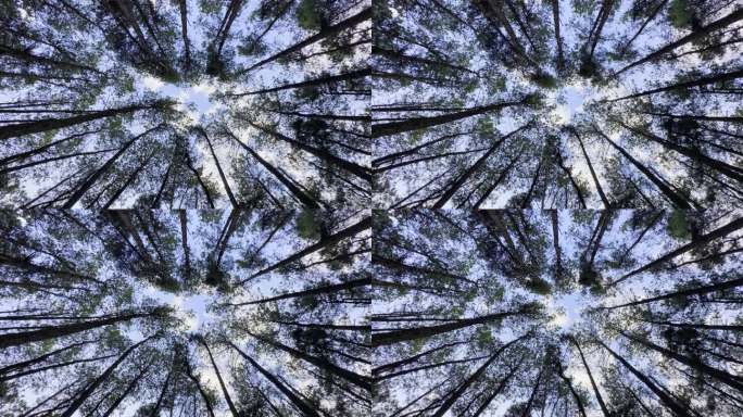 仰拍森林 树木 蓝天白云 片头空镜头