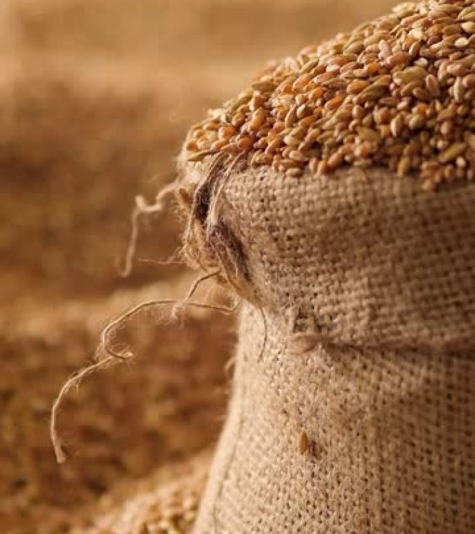 一只手在袋子周围展开一粒小麦。慢动作。垂直视频