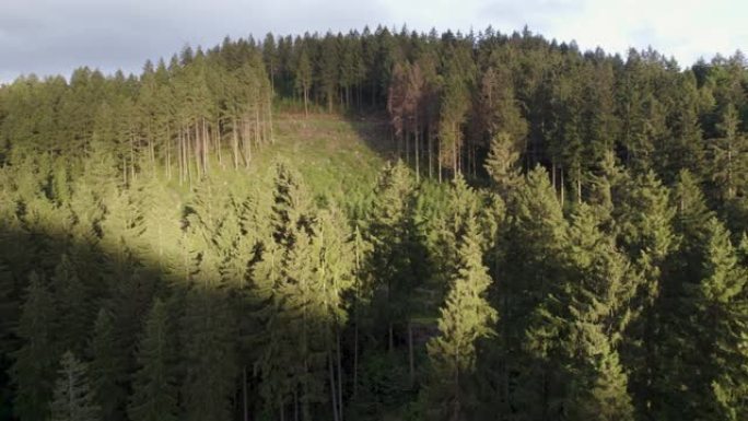 德国森林的森林砍伐地区。树皮甲虫和全球变暖损坏的树木。