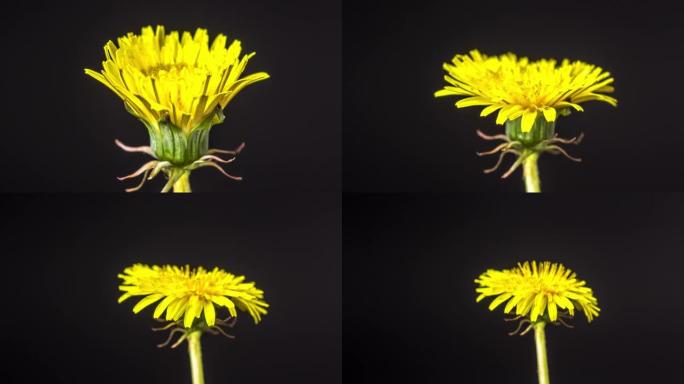 4k缩小黄色Dandalion花朵盛开的延时，并在黑色背景上生长。蒲公英盛开的花。