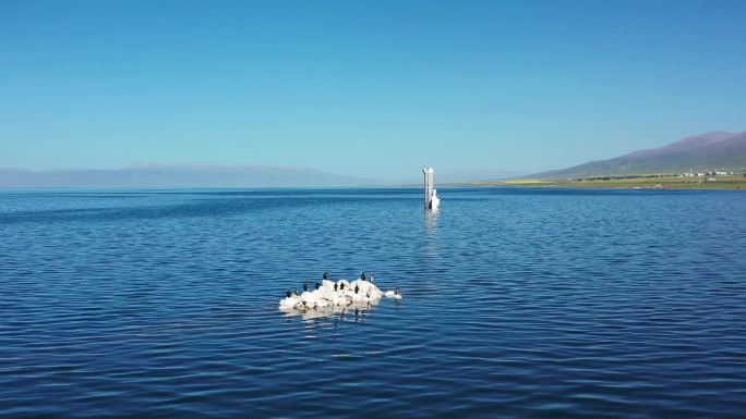 青海湖-鸬鹚-鸟岛-动物