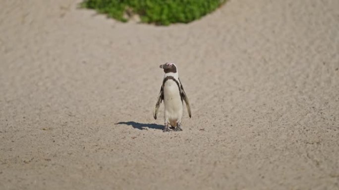 站在巨石海滩上的非洲企鹅