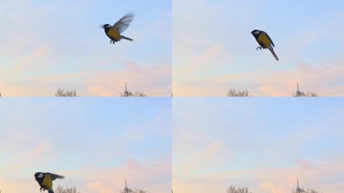 鸟在天空的背景下拍打翅膀，鸟飞慢动作