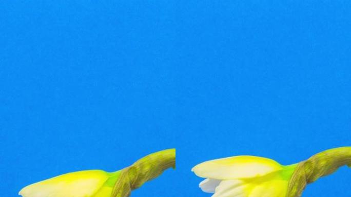 在4k延时电影中，野生水仙花在蓝色背景下绽放。水仙花在移动的时间流逝中开花开花。9:16比例的垂直时