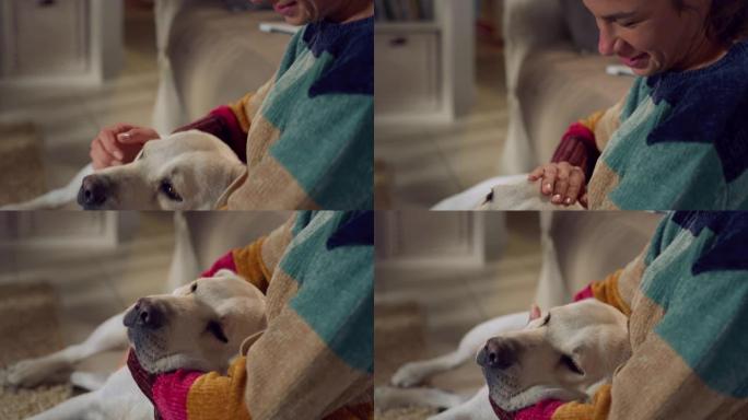 可爱的拉布拉多猎犬狗把头靠在女主人的怀里，在客厅享受宠物和抓痕。平静的宠物在外面玩后感到疲倦，接受了