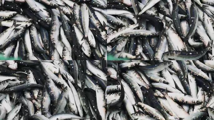 渔业: 提供大量鱼类