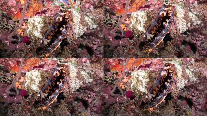 三叉软体动物。马尔代夫海洋中的水下珊瑚礁。