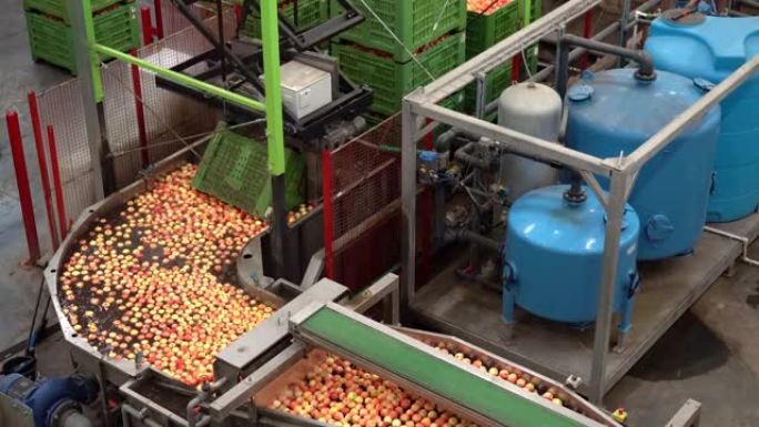 在食品加工厂采摘并放置在苹果清洗，分级和分拣生产线上的机器人。
