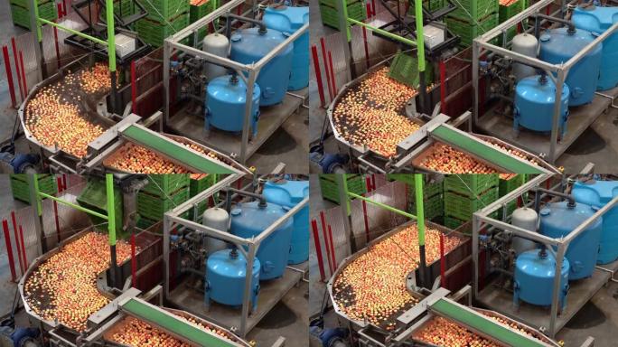 在食品加工厂采摘并放置在苹果清洗，分级和分拣生产线上的机器人。