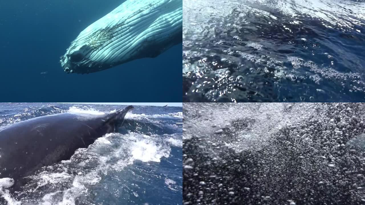 太平洋潜水员附近水下近距离翻滚座头鲸。
