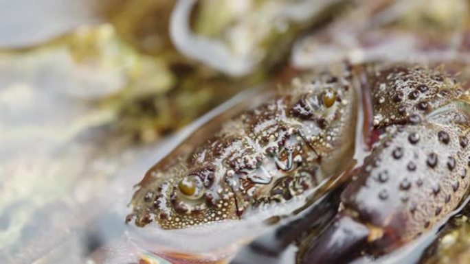 水中的一只多刺的海蟹在嘴里移动它的小爪子。特写。