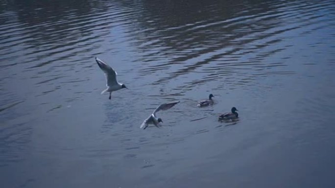 海鸥飞过湖中的一群鸭子，试图带走它们的食物。慢动作，慢动作