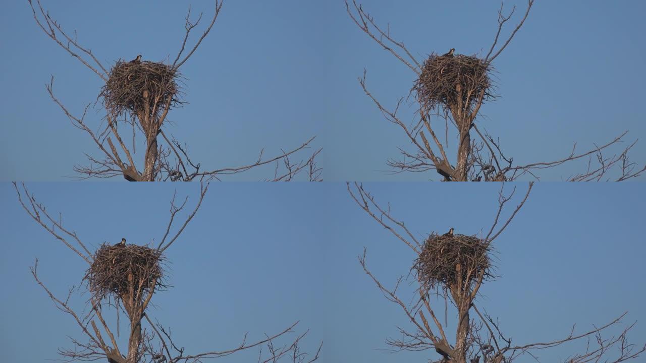 在湛蓝的天空下，鸟儿坐在孤独的秃老树上。