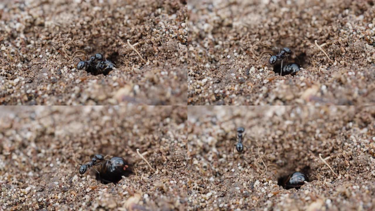 一只大蚂蚁在沙子上挖了一个洞，一只小蚂蚁干扰了它。宏观拍摄。