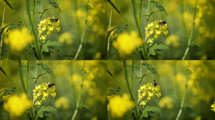 蜜蜂从芥菜菜子花慢动作中收集花蜜。