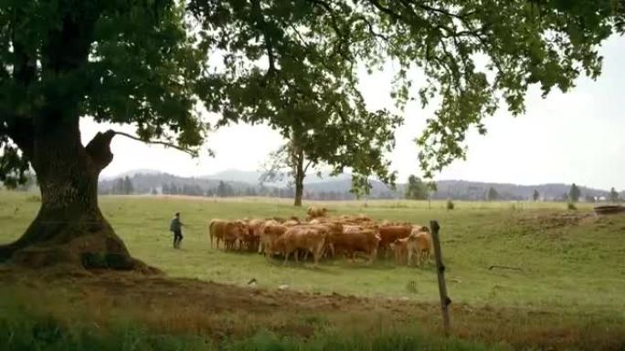 道明农夫在晴朗的日子在牧场上养牛