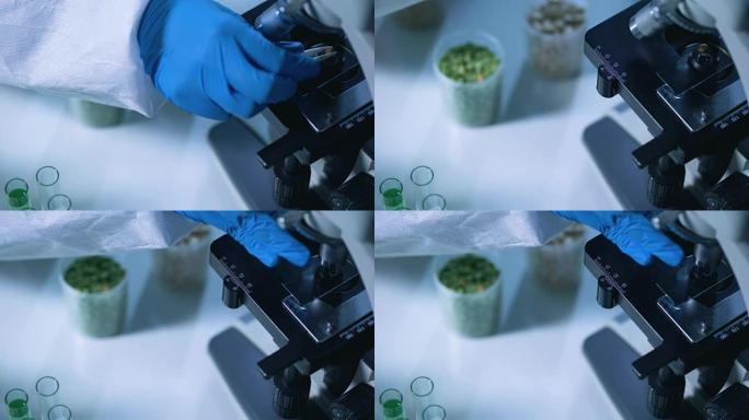 显微镜下豆科植物的检测，食品质量控制，农药检测