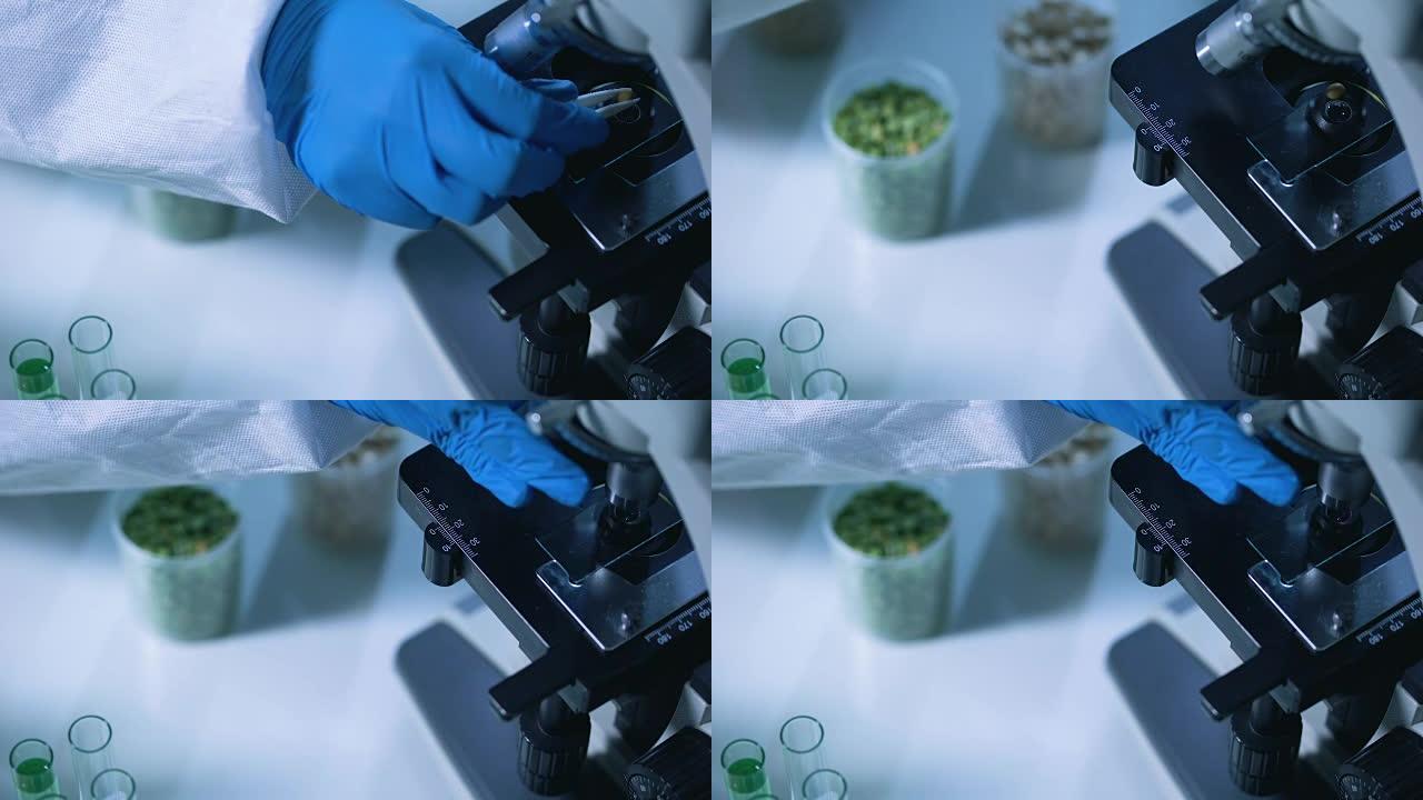 显微镜下豆科植物的检测，食品质量控制，农药检测