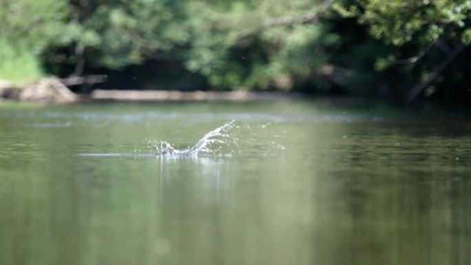 鱼跳出水面，从空中抢夺虫子