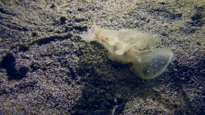 海底上神奇的裸鳃腹足类蛞蝓。