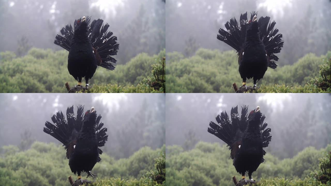 森林中capercaillie (Tetrao urogallus) 的细节