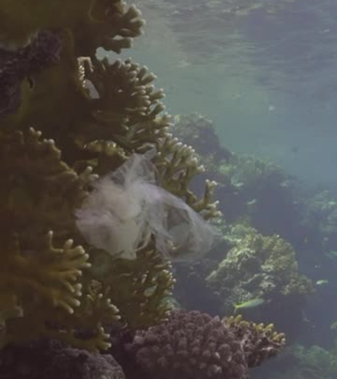 一块透明塑料袋挂在珊瑚礁上，慢动作