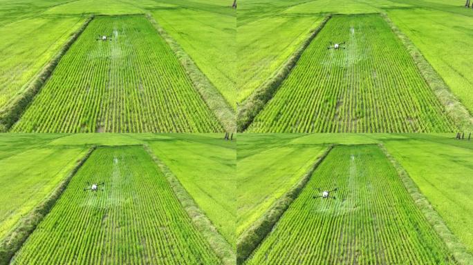 农业无人机飞向稻田喷洒肥料。