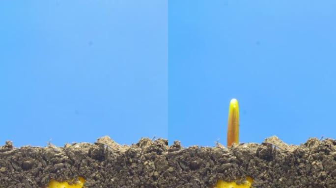 玉米在蓝色背景下从地球上生长的4k垂直延时，延时视频4k分辨率剪辑。玉米的叶子长在镜头前。