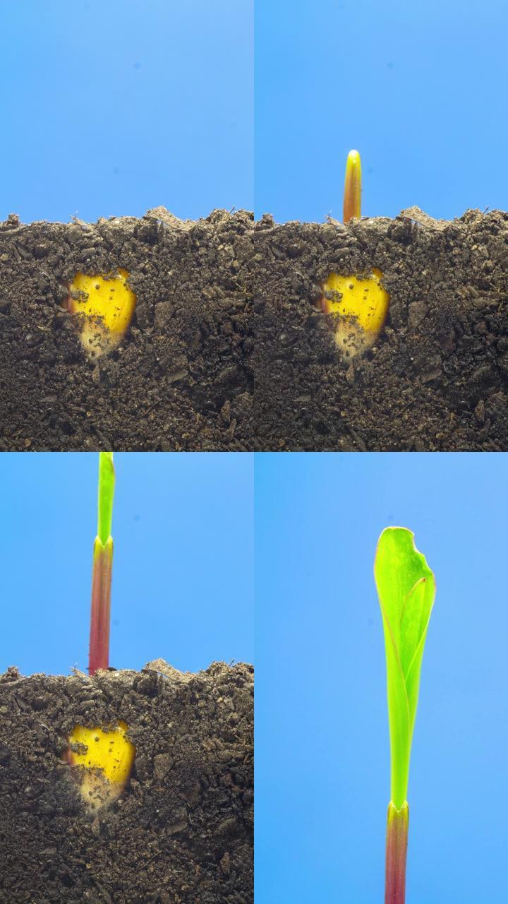 玉米在蓝色背景下从地球上生长的4k垂直延时，延时视频4k分辨率剪辑。玉米的叶子长在镜头前。