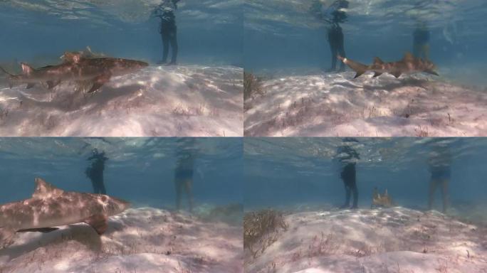 巴哈马北比米尼浅水中的柠檬鲨 (Negaprion brevirostris) 的4k视频