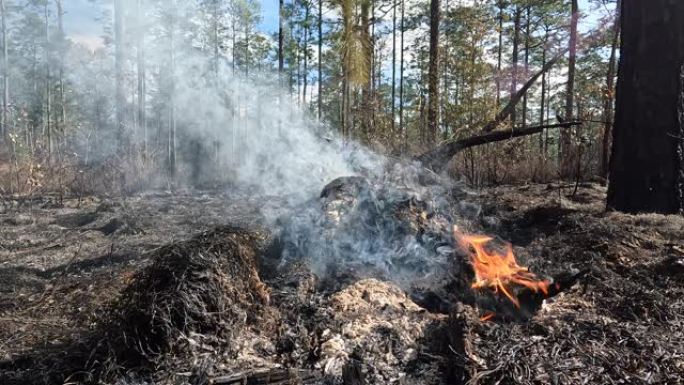 规定的燃烧完成后的第二天，在松树上点燃树脂浸渍的木结的地面射击
