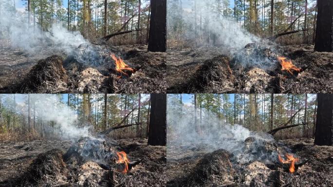 规定的燃烧完成后的第二天，在松树上点燃树脂浸渍的木结的地面射击