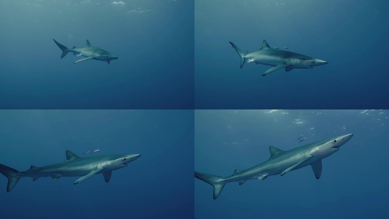 大型蓝鲨，周围有小鱼，以慢动作游向潜水员