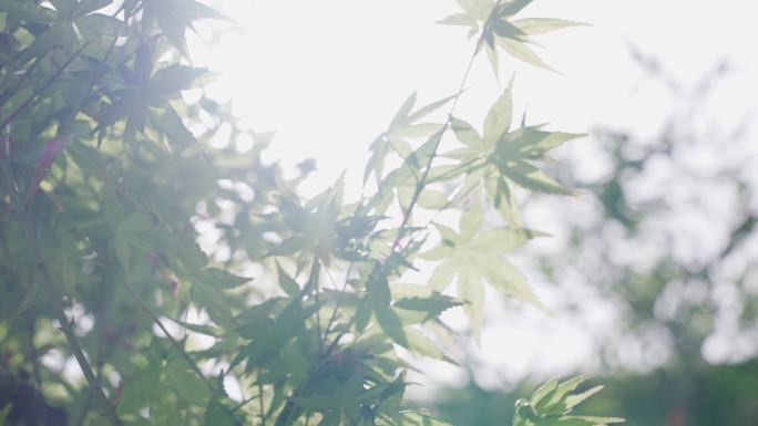 阳光透过绿叶清新绿色晴天阳光树木生机勃勃