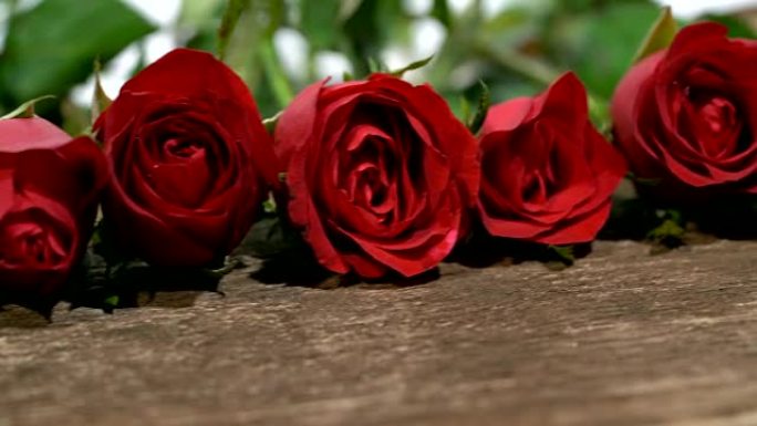 多莉拍摄的红玫瑰是美丽的花朵，具有爱情的含义，在情人节那天可以用于家居装饰，复制空间。