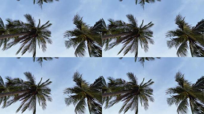仰望蓝天的棕榈树海边风光自然风光海风