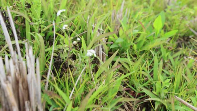 4K田野踏青低视角俯拍草地野草原声