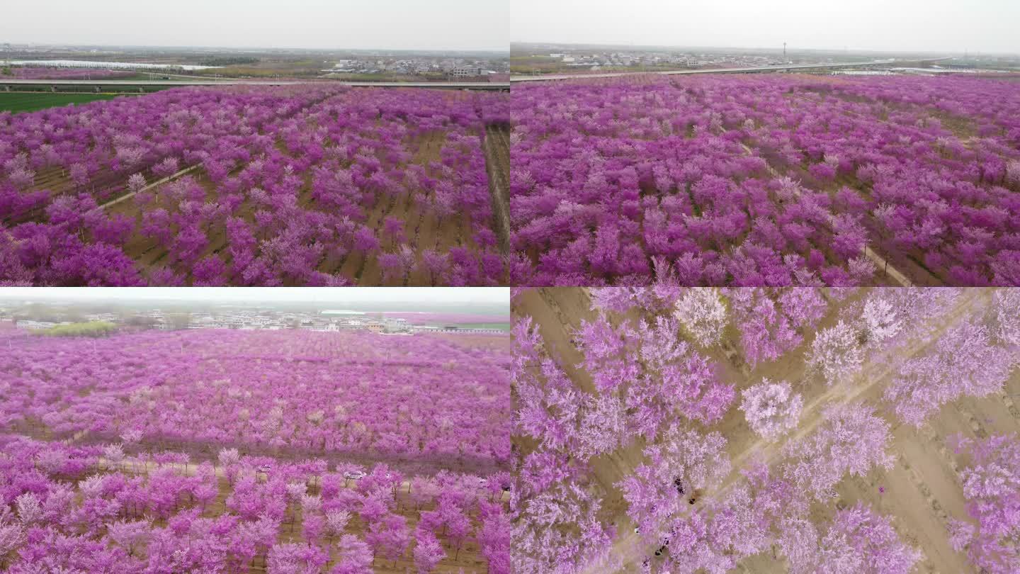 紫荆花海