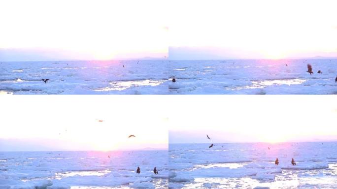 白尾鹰在北海道知乐子的清晨流冰上着陆