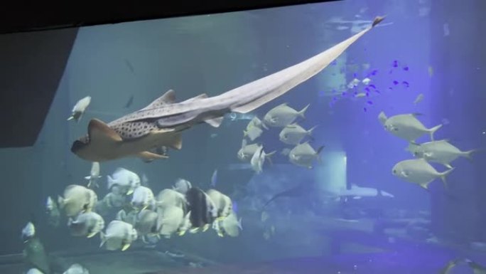 斑马鲨在大型水族馆的小鱼中游泳